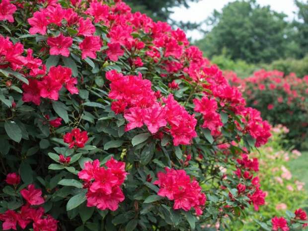 Сад вспыхнет алыми шапками: цветок, который растёт сам и не просит ни воды, ни ухода