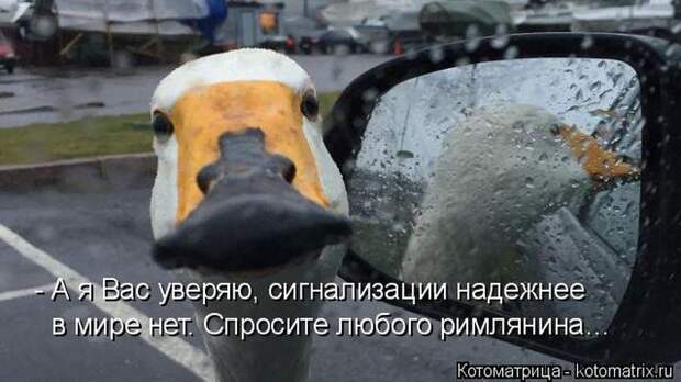 Лучшие котоматрицы недели (50 фото) Лучшие котоматрицы недели (50 фото)
