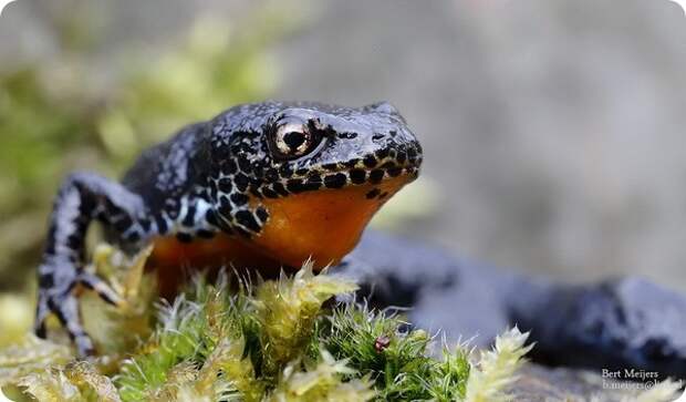 Альпийский тритон (лат. Ichthyosaura alpestris)