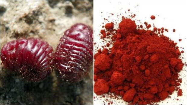 В древности источником красной краски было насекомое кошениль / Фото: picgalleria.com