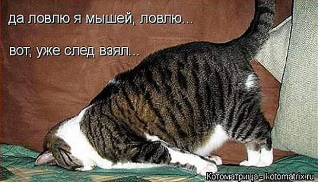 1419612351_kotomatricy-23