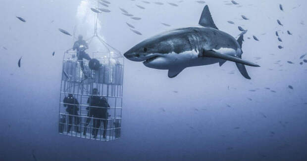 Фотограф снял огромную белую акулу, которая кружится вокруг клетки с дайверами