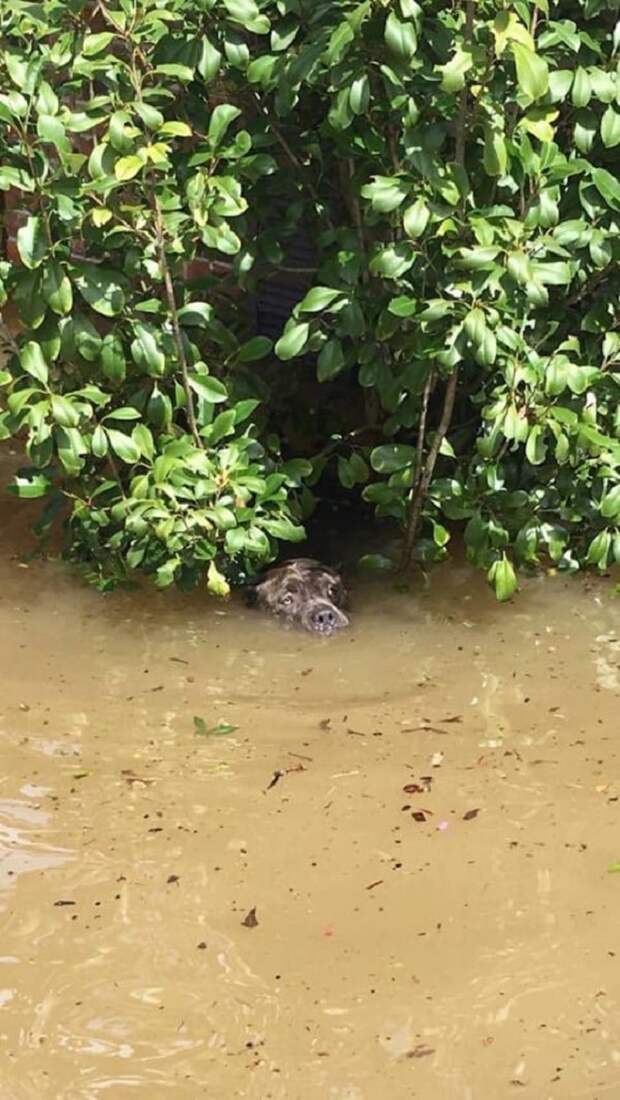Пес в грязной воде Собака в воде