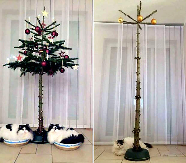 Коты против елок. Коты против елок.