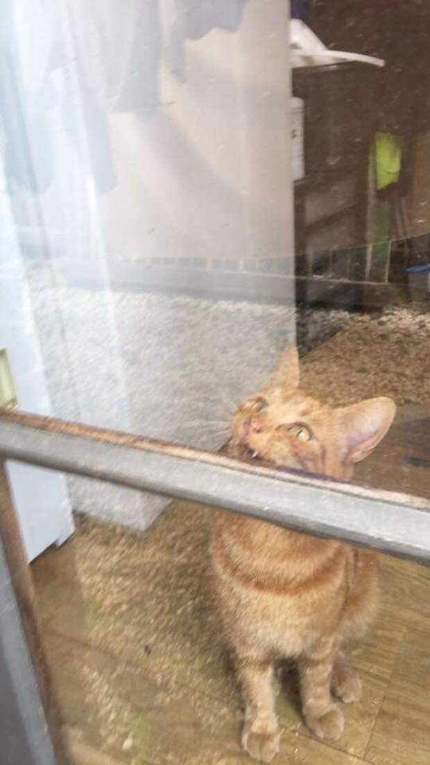 кошка за дверью