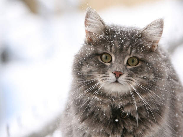 Кошки лечат людей
