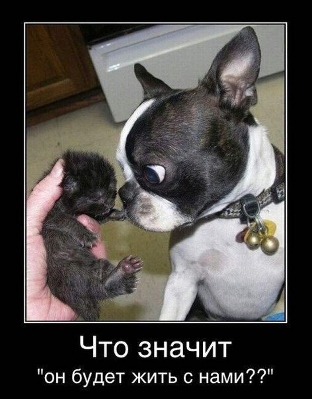 прикол, животные собаки