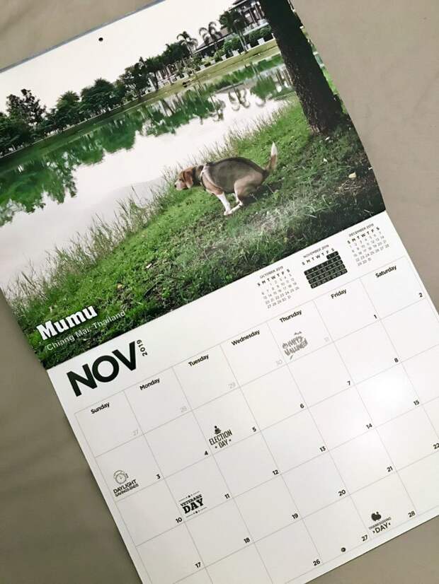 Календарь на 2019 год с изображениями какающих собак животные, календарь, календарь 2019, креатив, прикол, собака, собаки, юмор