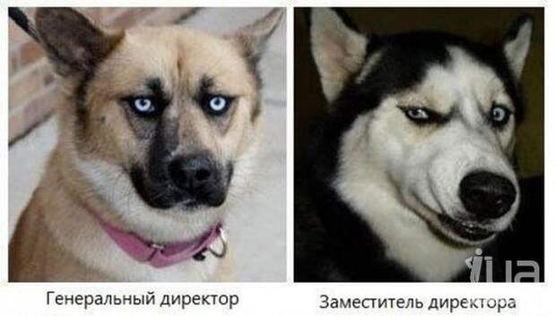 аллегория на офисных работников в мордах собак - работа, собака