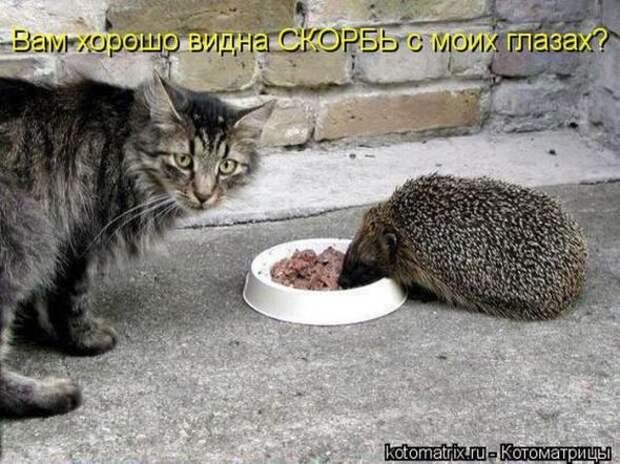 Котоматрицы(картинки с надписями)