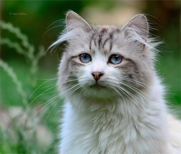 grey Где поспать кошке...