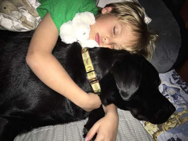 dog-saves-little-boy-middle-of-night-5