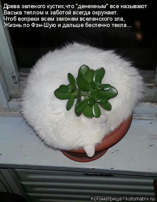 Лучшие котоматрицы недели (50 фото)