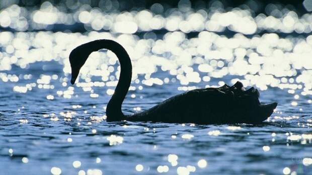 Силуэт лебедя на озере