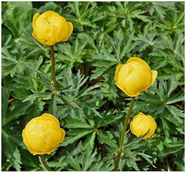 Les fleurs emblématiques des Pyrénées