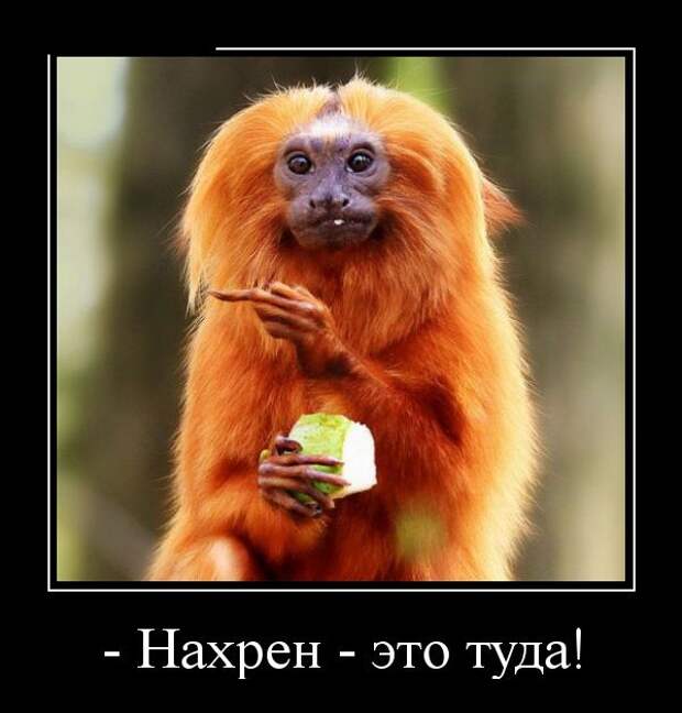 Демотиваторы (30 фото)