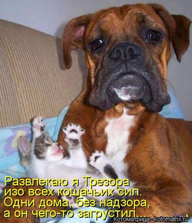 Лучшие котоматрицы недели Лучшие котоматрицы недели