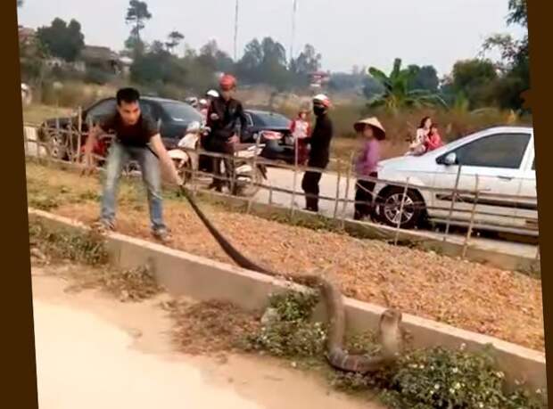 Огромная кобра стала причиной затора на вьетнамской дороге: видео ynews, Вьетнам, автомобили, видео, дорога, животные, змея, кобра, пробка