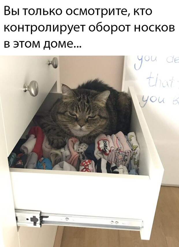 kartinok-interesnyh-prikolnyh-kartinki-smeshnye-kartinki-fotoprikoly