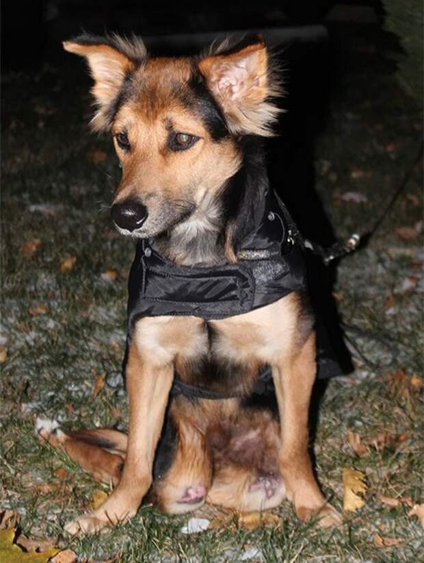 собака