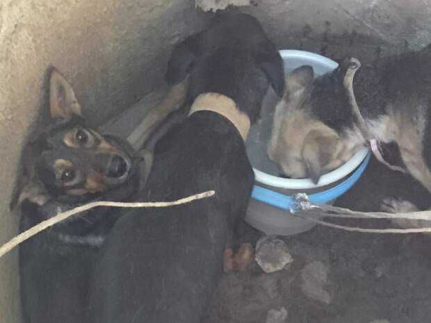 В севастополе спасли трех истощенных собак, которых кто-то бросил в колодец новости, собаки, спасение