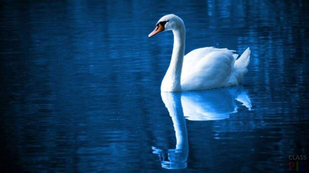 Лебедь в голубой воде озера