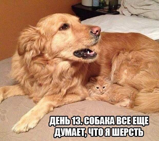 прикол, животные собаки