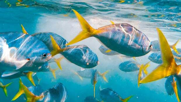 Почему рыбы не моргают: объяснение для детей и советы родителям