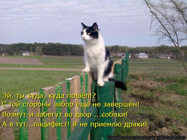 kotomatritsa_w (700x524, 419Kb)