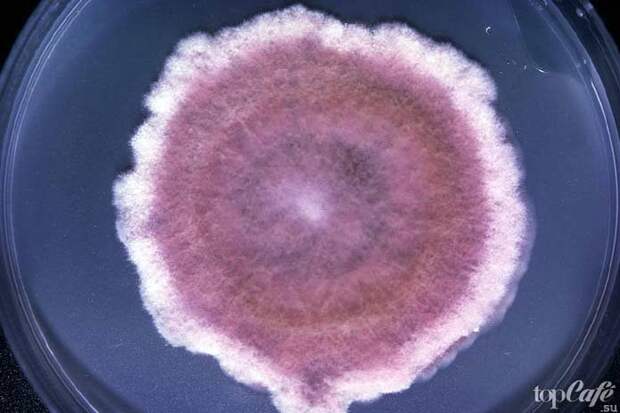 факты о плесневелых грибах: Fusarium / Фузариум