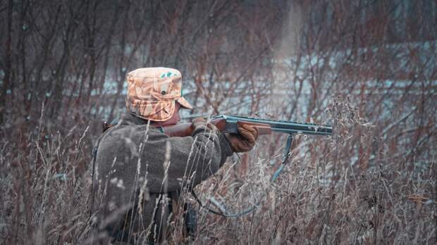 В Нижегородской области в 2025 году добыли 60 волков и 215 лисиц