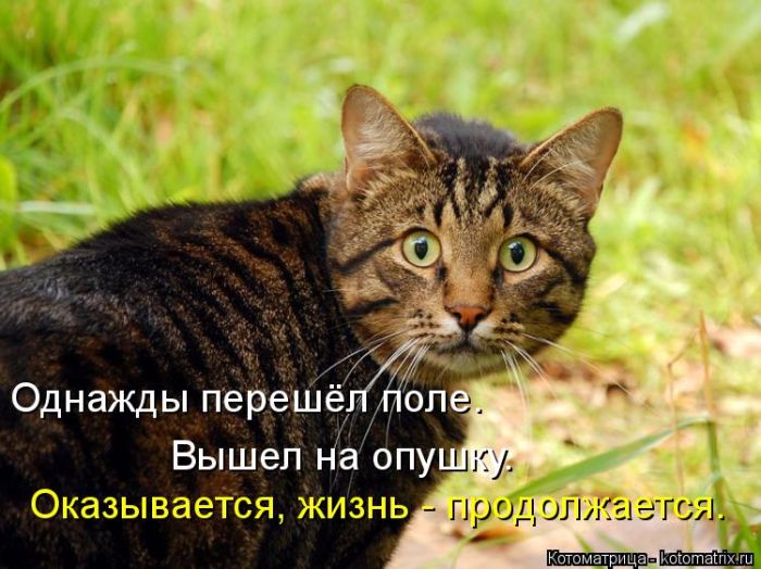 Лучшие котоматрицы недели (50 фото)
