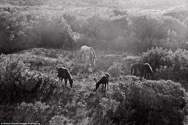 На острове насчитывается около 150 диких лошадей. Фото: Anouk Masson Krantz.