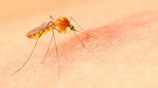 Врач рассказал о безопасных способах использования средств от насекомых