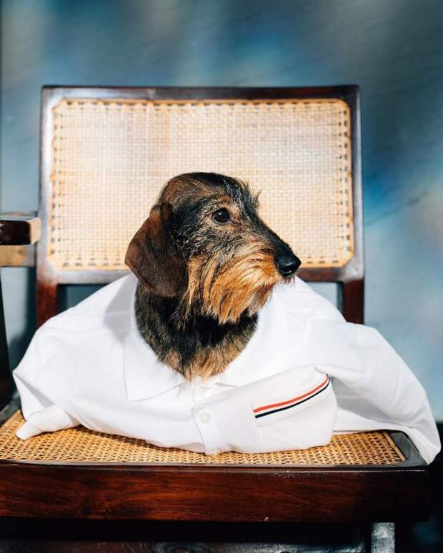Самая модная собака Нью-Йорка - жесткошерстная такса Гектор дизайнер, собака, такса