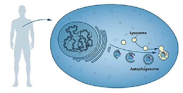 Механизм аутофагии. 
