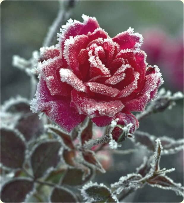 роза зимой