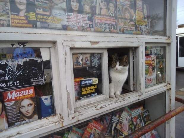 25 котиков, забравшихся в необычные места животные, котики, коты, юмор
