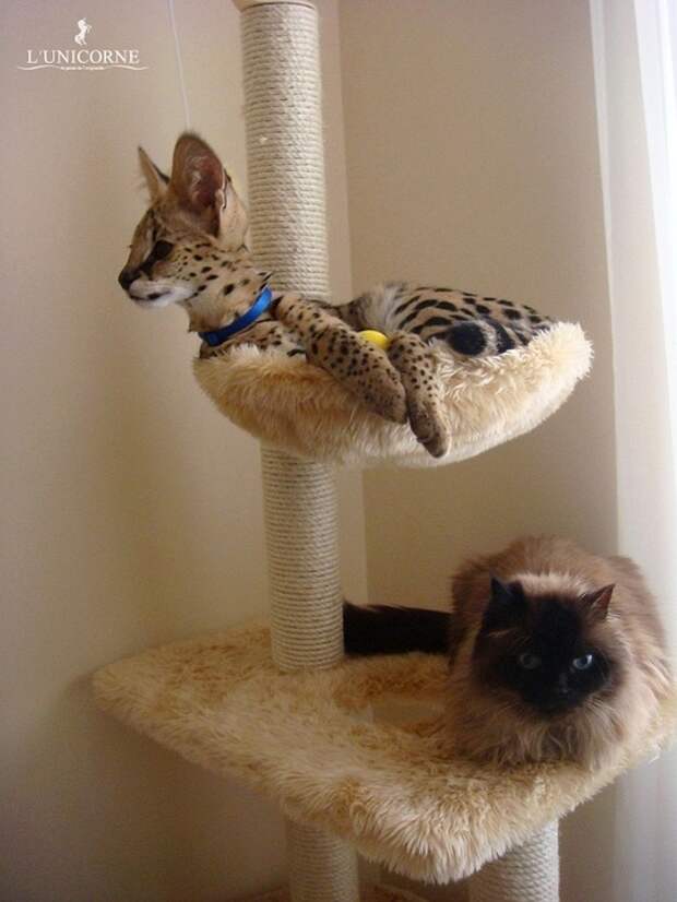 Домашний Сервал (domestic Serval)