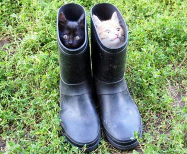 Коты в сапогах. Коты в сапогах.