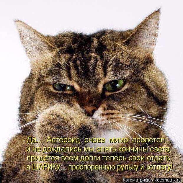 Лучшие котоматрицы недели (50 фото)