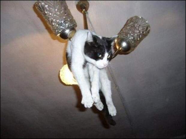 Пушистые засранцы