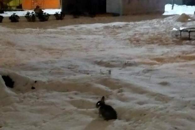 Декоративный кролик чудом выжил на улице Тамбова