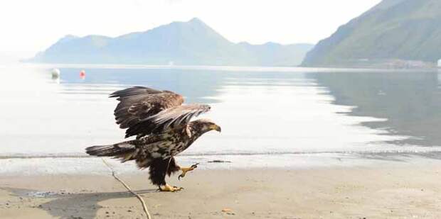 На Аляске много хищных птиц, но их количество в Уналашке просто поразительно.