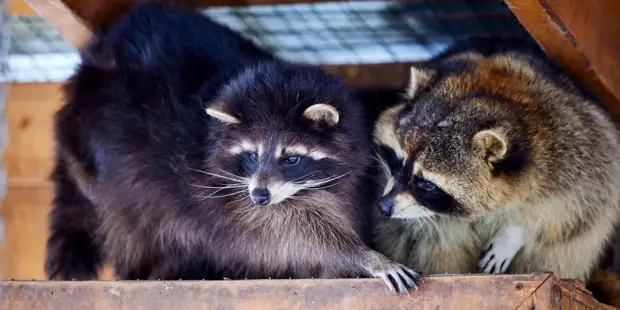 Всероссийская акция по сбору помощи зоопаркам Донбасса и Украины стартовала в Москве. Фото: М. Денисов mos.ru
