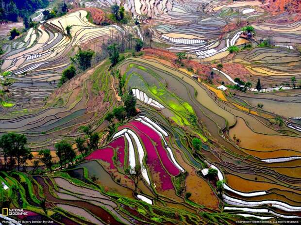 Рисовые поля в Китае. Tripzilla.