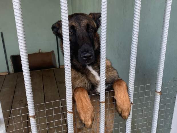 На Смоленщине с начала года зарегистрировано 11 случаев бешенства у животных