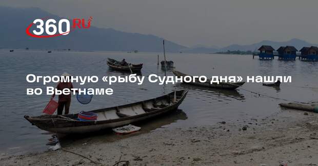 Волны выбросили четырехметрового сельдяного короля на берег во Вьетнаме