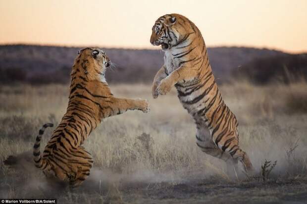 Как дерутся большие кошки: битва двух тигриц за территорию битва животных, дикие животные, дикие кошки, зрелищно, тигр, тигрица, тигры