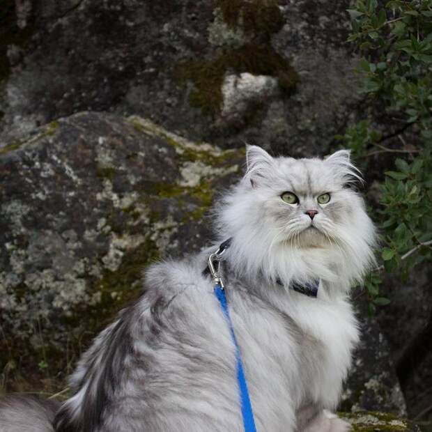 Гэндальф кот, кот-путешественник 